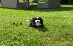 Bernedoodle dogs for sale: Kayla - Image 2
