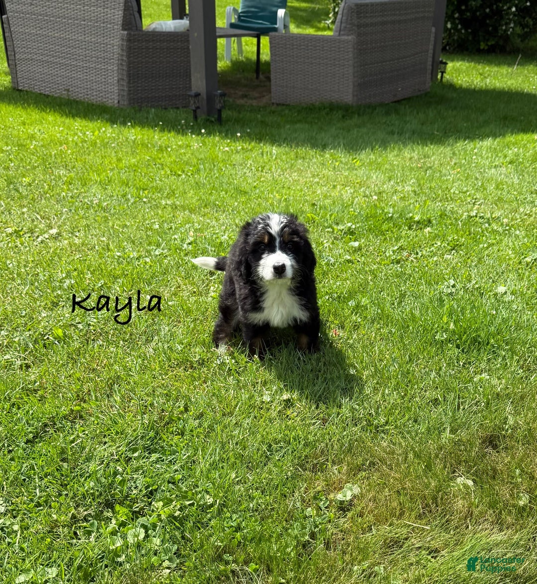 Bernedoodle dogs for sale: Kayla - Image 2