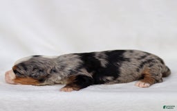 Mini Bernedoodle dogs for sale: Maya - Image 4