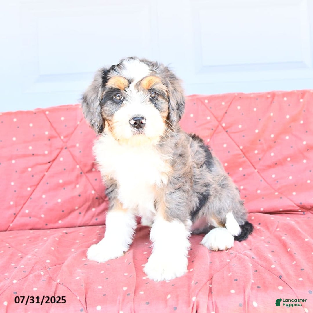 Miniature Bernese Mountain Dog dogs for sale: Mac - Image 9