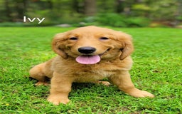 Golden Retriever dogs for sale: Ivy - Image 1