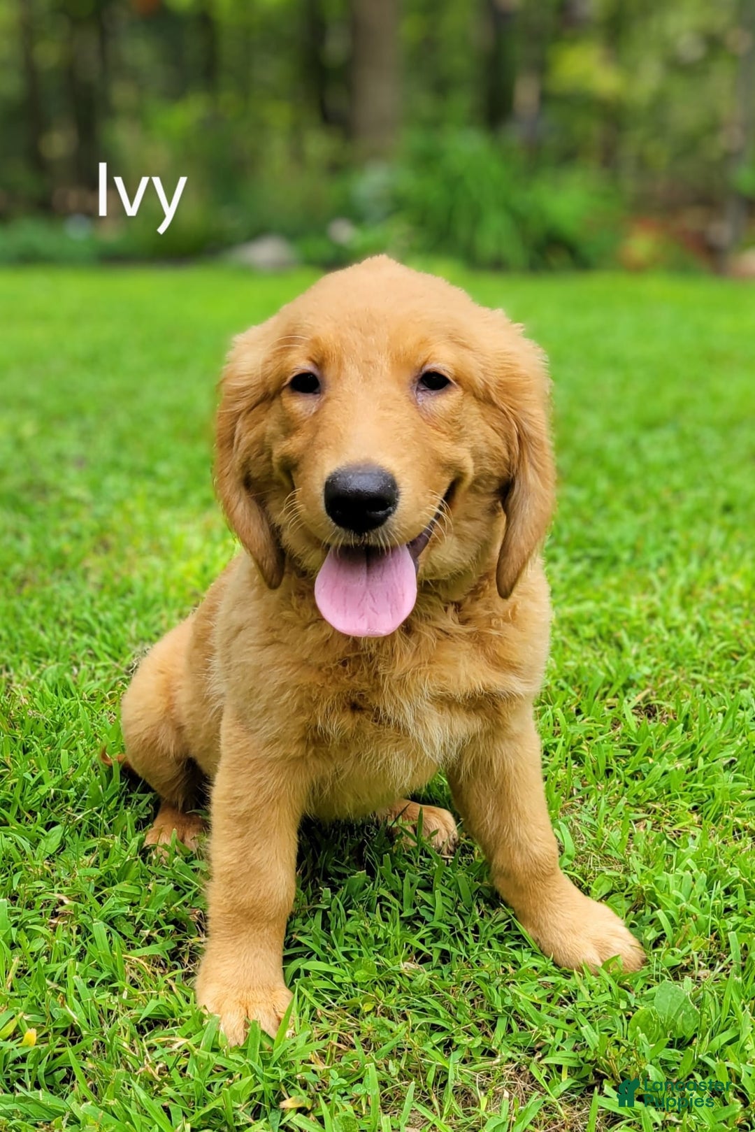 Golden Retriever dogs for sale: Ivy - Image 1