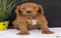 Goldendoodle dogs for sale: Emmie - Image 2