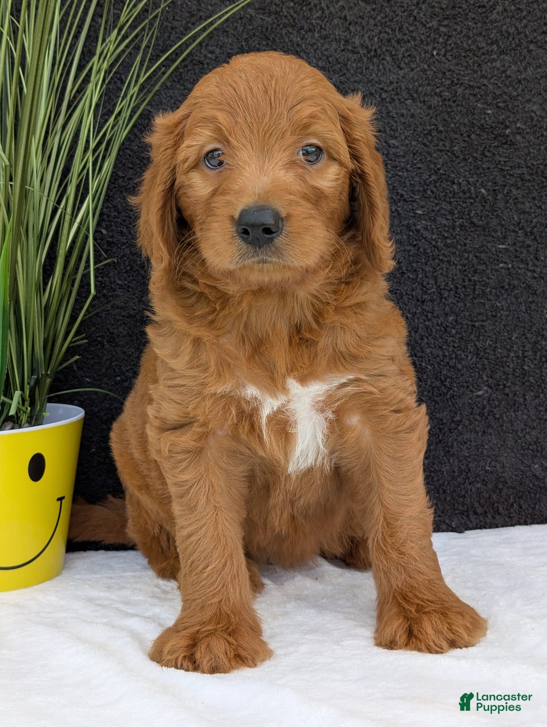 Goldendoodle dogs for sale: Emmie - Image 2