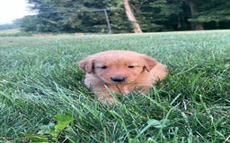 Golden Retriever dogs for sale: Jasper - Image 4