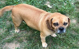 Puggle dogs for sale: Elsa - Image 9