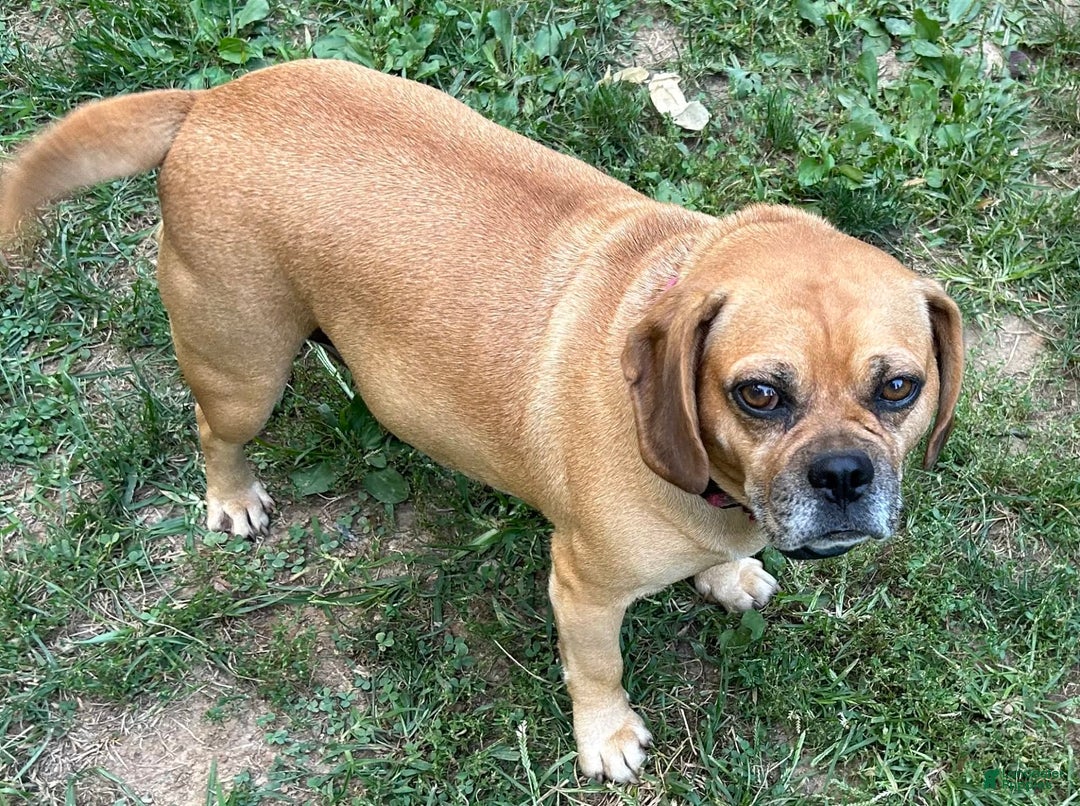 Puggle dogs for sale: Elsa - Image 9