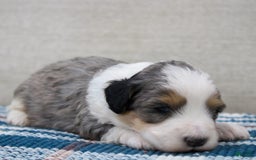 Mini Bernedoodle dogs for sale: Luke - Image 29
