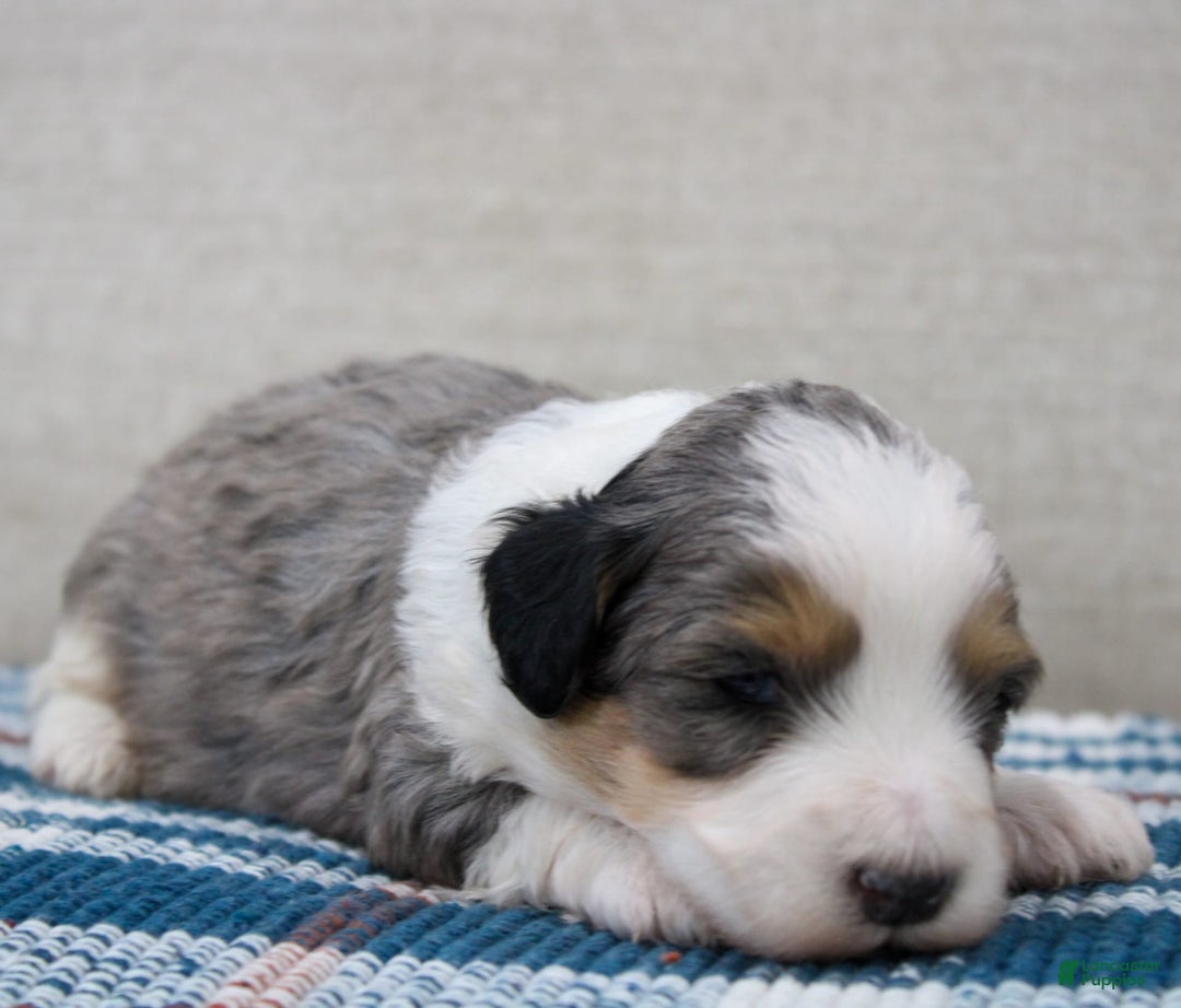 Mini Bernedoodle dogs for sale: Luke - Image 29