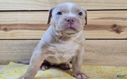 American Bully dogs for sale: Liberty - Image 2