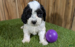 Cavapoo dogs for sale: Missy Girl 3 - Image 14
