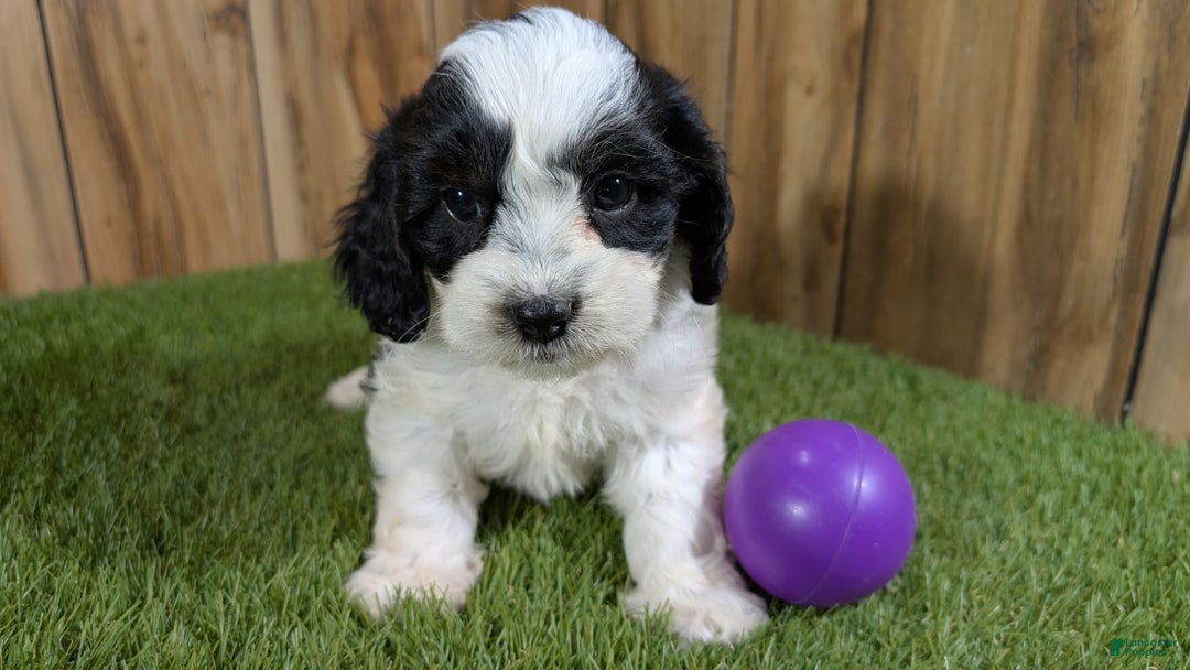 Cavapoo dogs for sale: Missy Girl 3 - Image 14