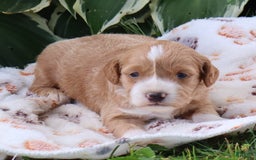 Mini Goldendoodle dogs for sale: Victor - Image 3