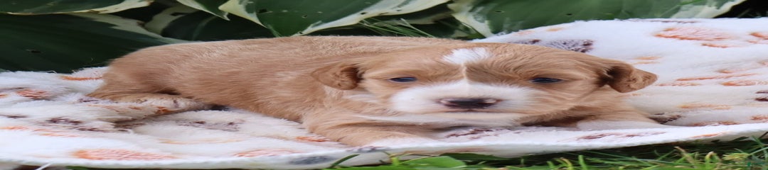 Victor