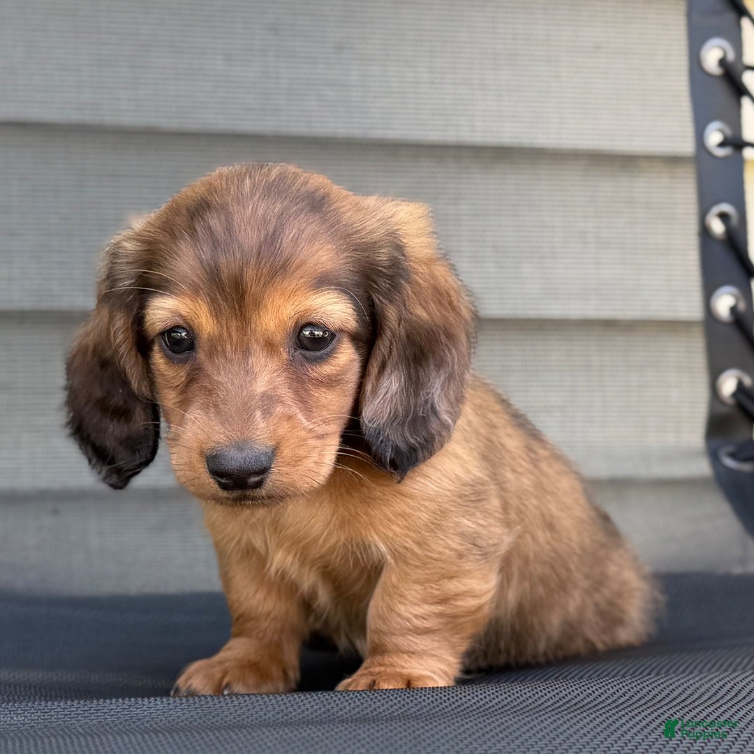 Miniature Dachshund dogs for sale: Snickers - Image 1