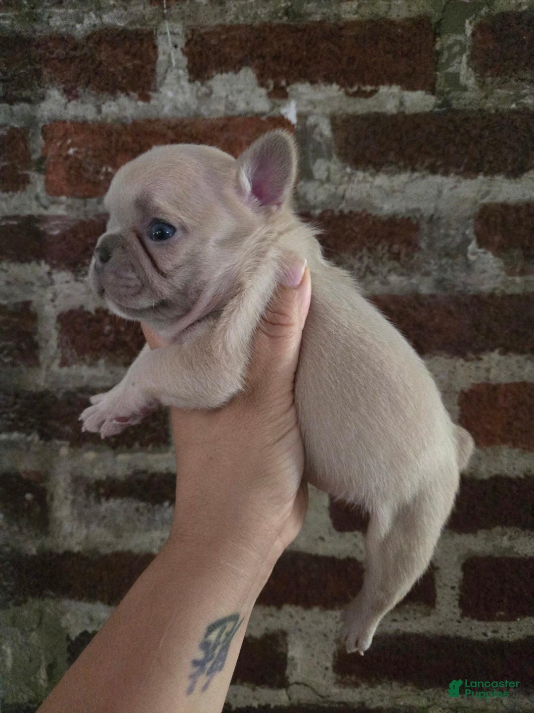 French Bulldog dogs for sale: Daisy - Image 15