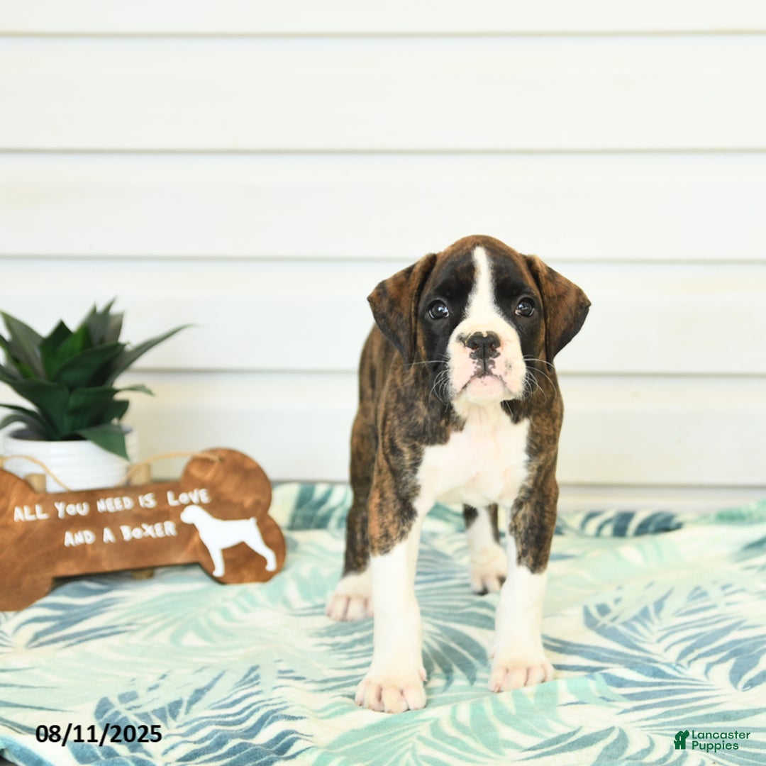 Boxer dogs for sale: Rufus - Image 2