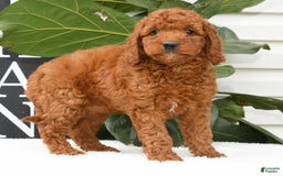 Mini Goldendoodle dogs for sale: Nala - Image 3