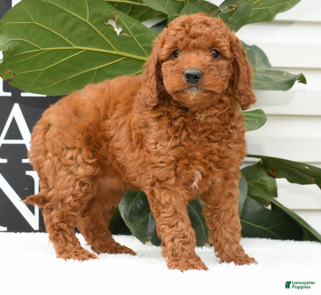 Mini Goldendoodle dogs for sale: Nala - Image 3