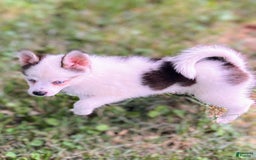 Pomsky dogs for sale: Baby Blue Eyes - Image 4