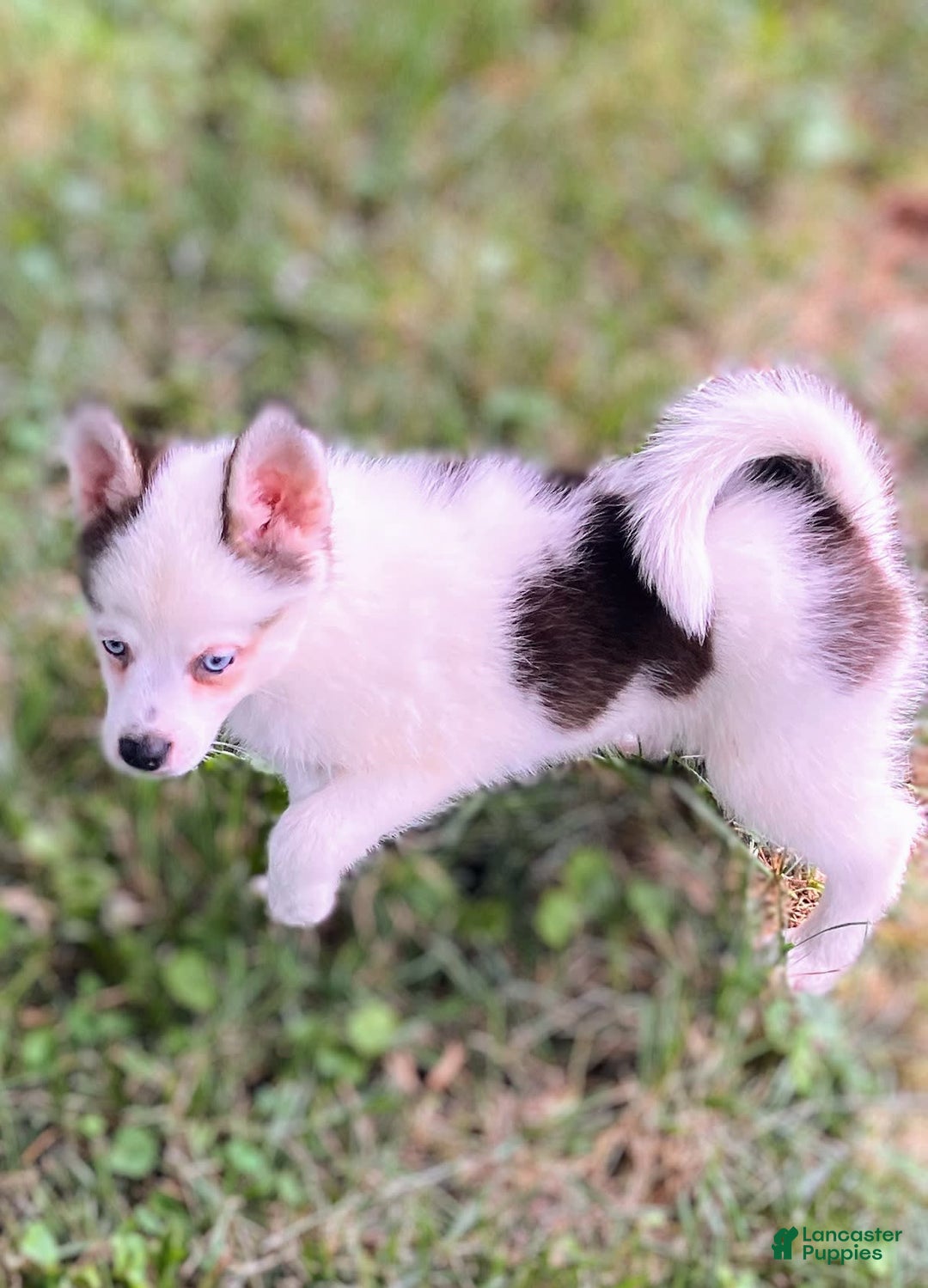 Pomsky dogs for sale: Baby Blue Eyes - Image 4