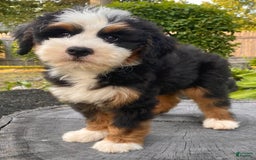 Mini Bernedoodle dogs for sale: 💚 Boston Ma 💚 Mini Bernedoodle - Image 14