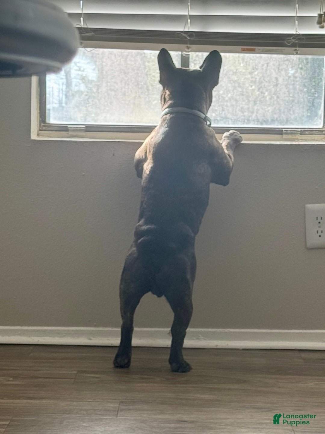 French Bulldog dogs for sale: Toby - Image 3