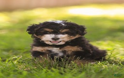 Mini Bernedoodle dogs for sale: Macy - Image 6