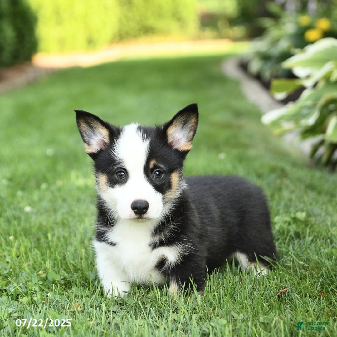 Welsh Corgi Pembroke dogs for sale: Freddie - Image 5