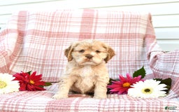 Cocker Spaniel dogs for sale: Kayla - Image 5