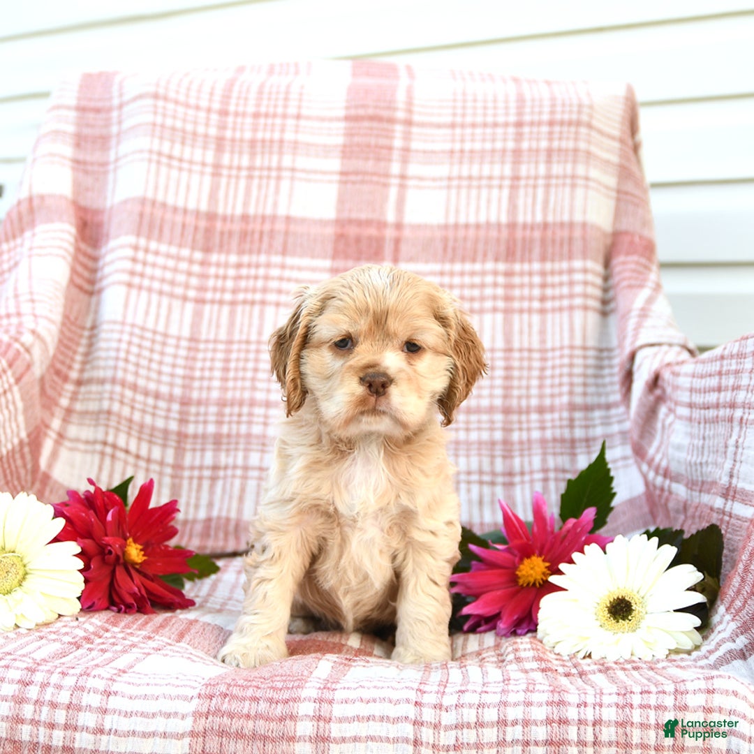Cocker Spaniel dogs for sale: Kayla - Image 5