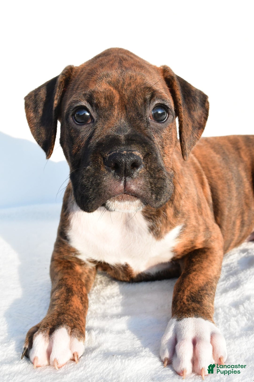 Boxer dogs for sale: Maxine - Image 4