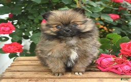 Pomeranian dogs for sale: Joy - Image 7