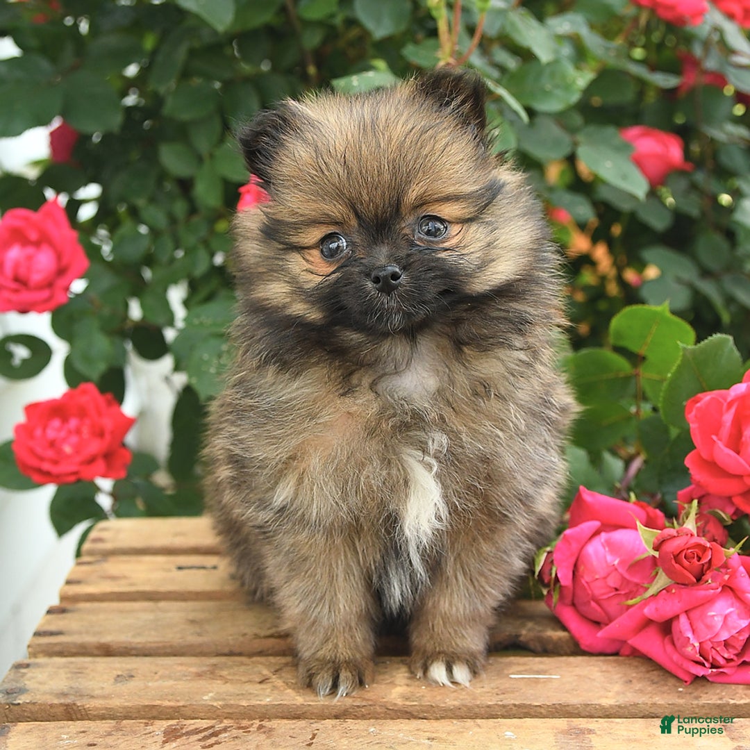 Pomeranian dogs for sale: Joy - Image 7
