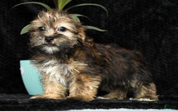 Shorkie dogs for sale: Hayden - Image 2