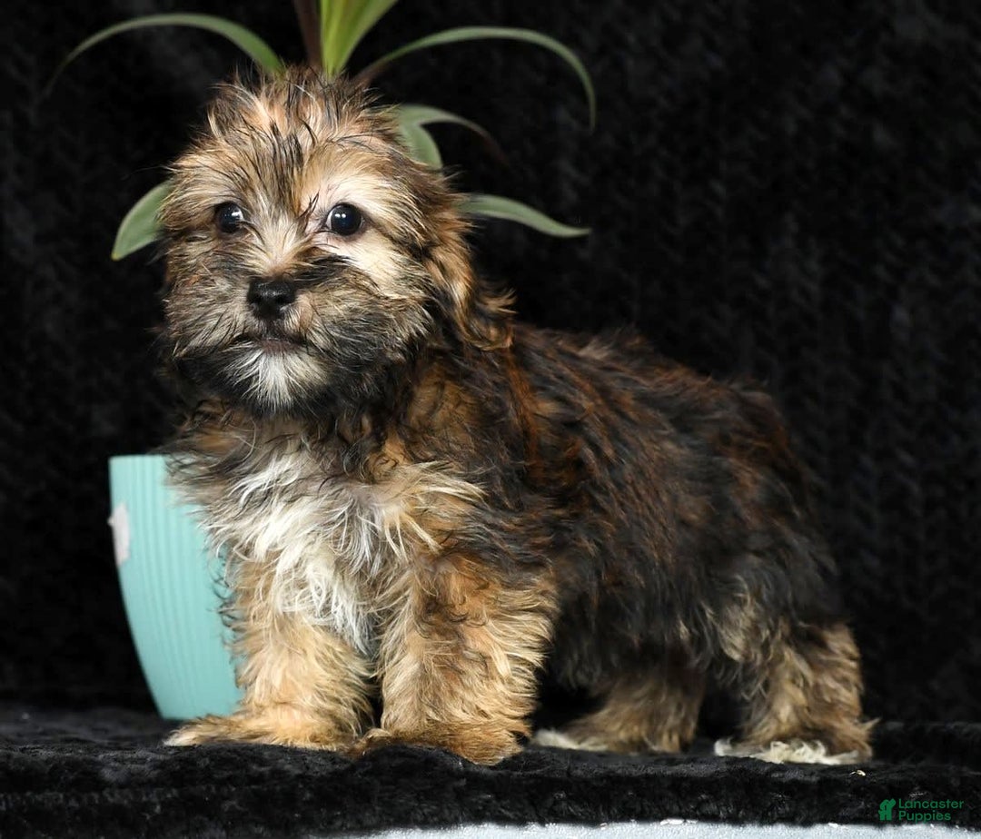 Shorkie dogs for sale: Hayden - Image 2