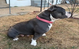 American Pit Bull Terrier dogs for sale: Cici - Image 5