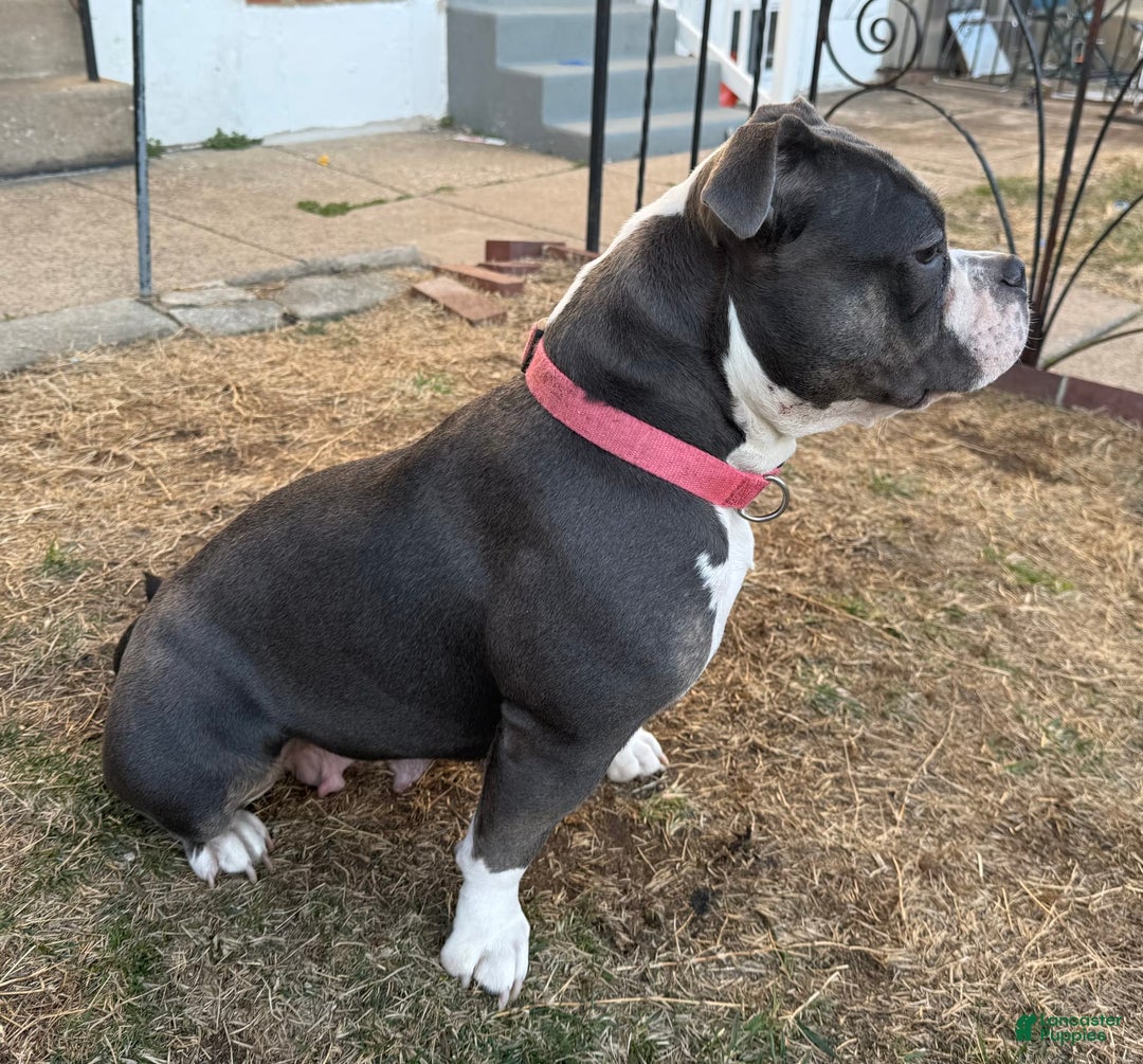 American Pit Bull Terrier dogs for sale: Cici - Image 5