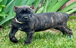 Cane Corso dogs for sale: Bonnie - Image 13