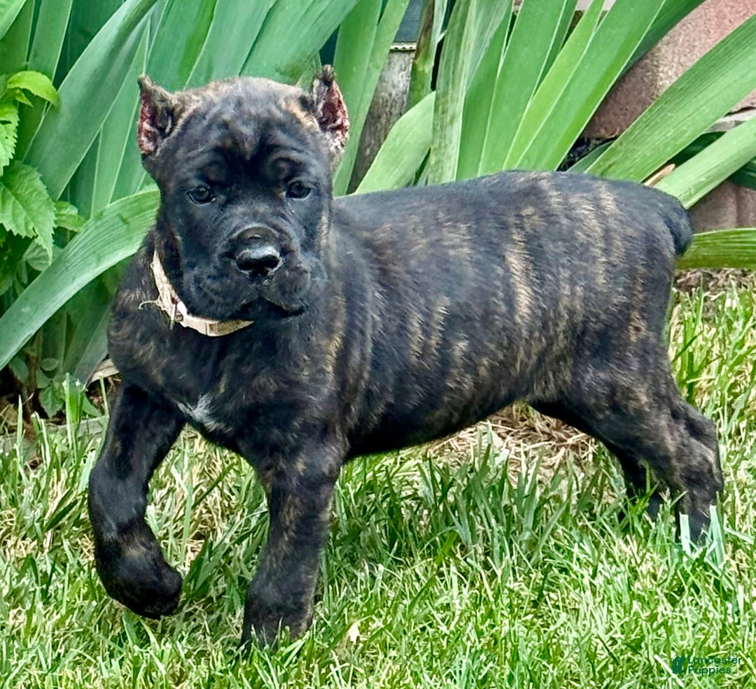 Cane Corso dogs for sale: Bonnie - Image 13