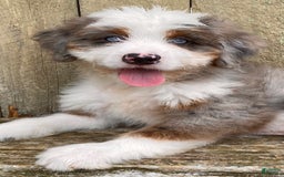 Mini Bernedoodle dogs for sale: 💜 Boston Ma 💜 Mini Bernedoodle - Image 26