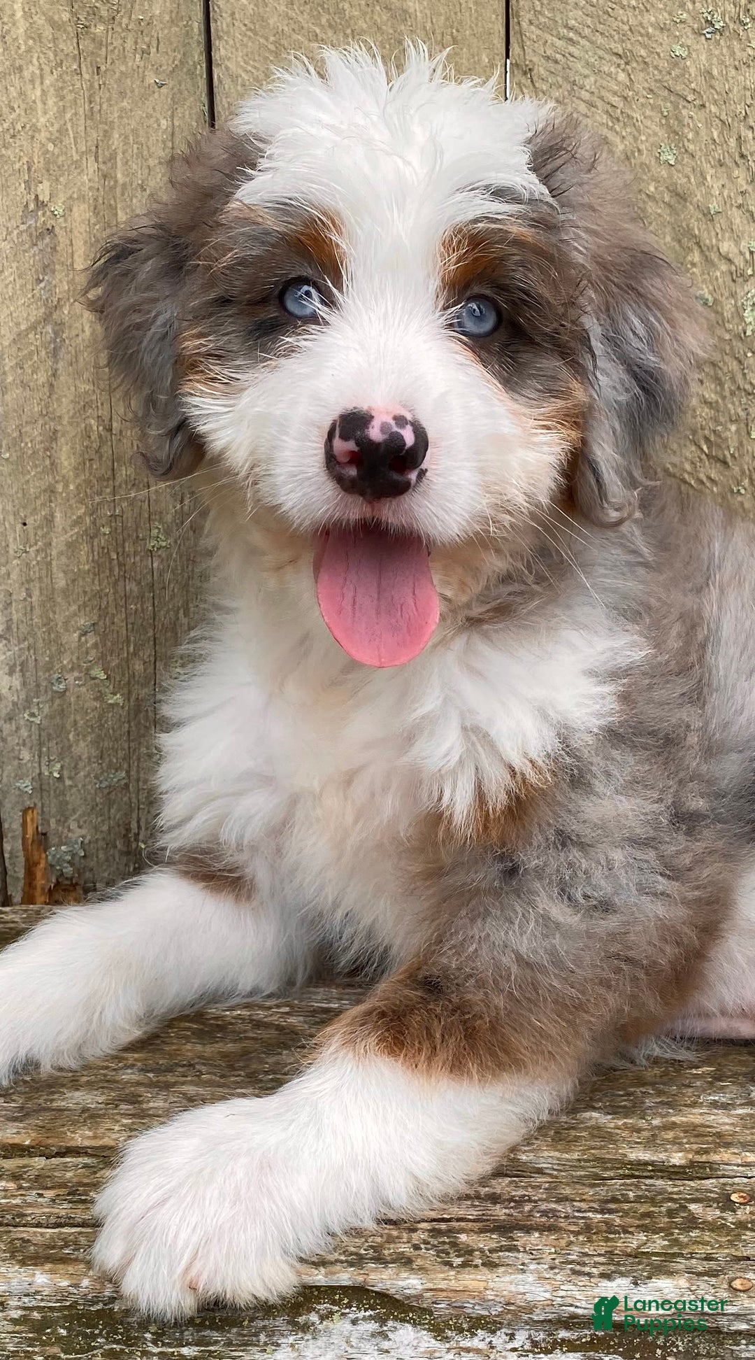 Mini Bernedoodle dogs for sale: 💜 Boston Ma 💜 Mini Bernedoodle - Image 26