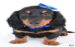 Miniature Dachshund dogs for sale: Teddy - Image 2