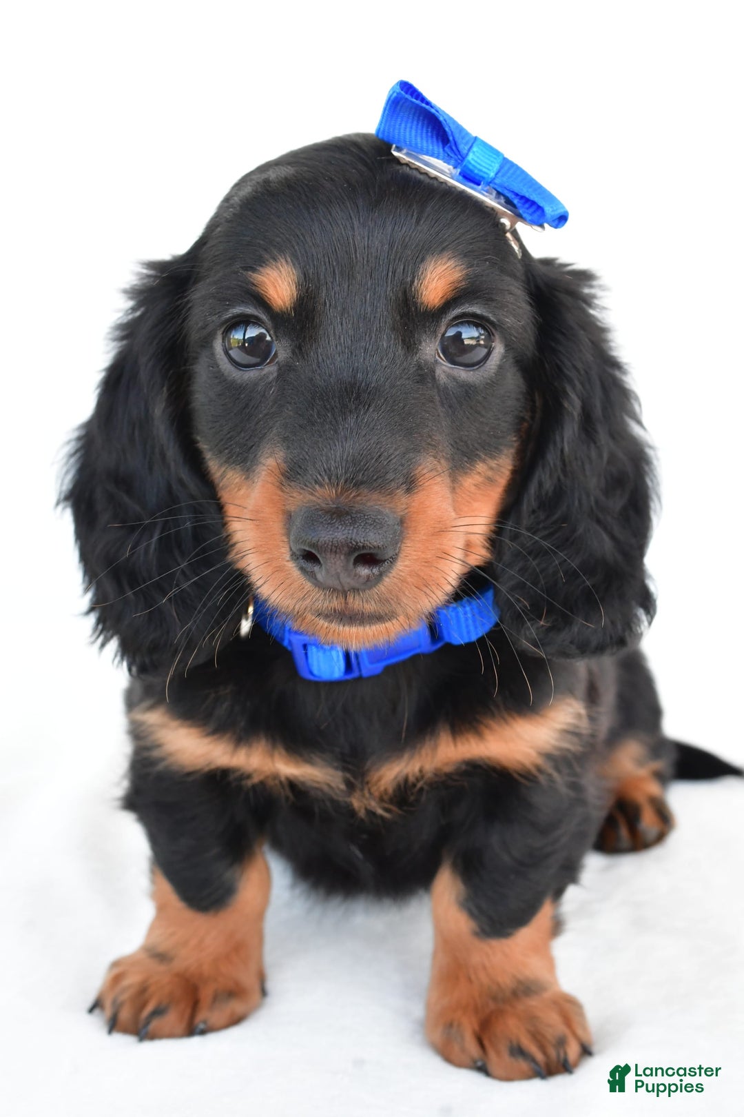 Miniature Dachshund dogs for sale: Teddy - Image 2