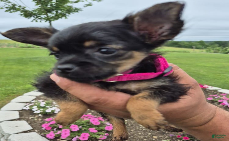 Chihuahua dogs - Advert 2