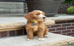 Goldendoodle dogs for sale: Abby - Image 10