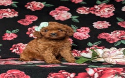 Cavapoo dogs for sale: Hillary - Image 4