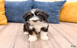 Mini Bernedoodle dogs for sale: Annie - Image 3