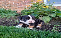 Olde English Bulldogge dogs for sale: Ethan - Image 4