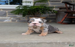 English Bulldog dogs for sale: Lexi - Image 8